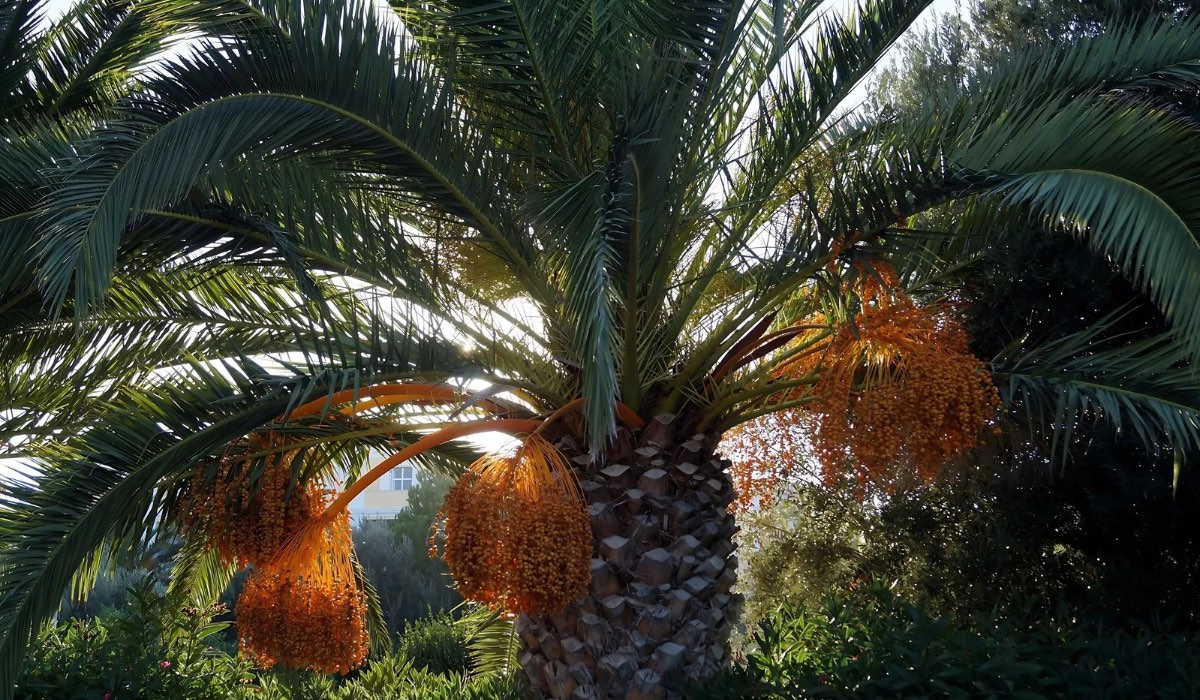 Local Farmers Praise Government Support at 10th Dates Festival in Souq Waqif